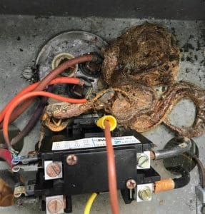dead snake inside a capacitor Gator Air & Energy Gainesville FL