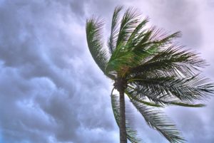 Protect your ac from hurricane damage - A picture of a palm tree swaying in a storm.