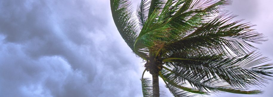 Protect your ac from hurricane damage - A picture of a palm tree swaying in a storm.